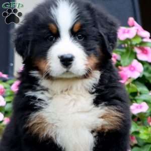 Flash, Bernese Mountain Dog Puppy
