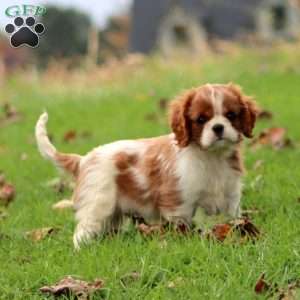 Flash, Cavalier King Charles Spaniel Puppy