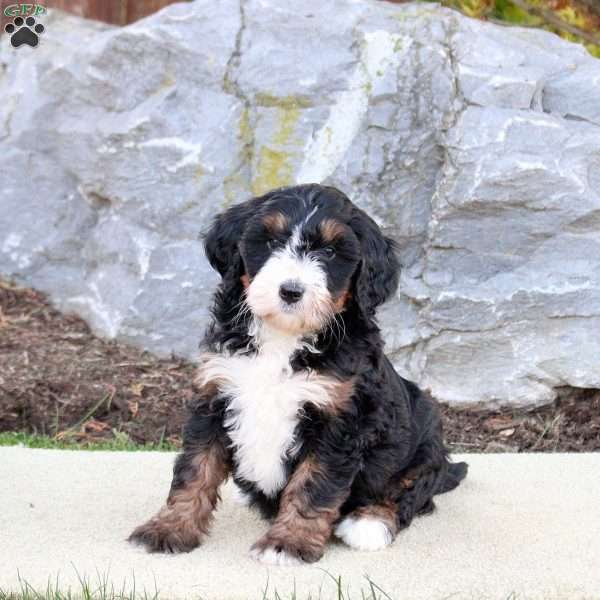Fleese, Mini Bernedoodle Puppy