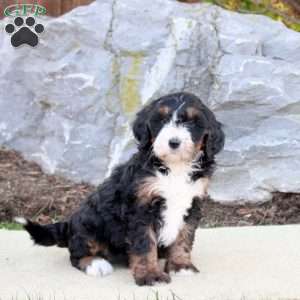 Fleese, Mini Bernedoodle Puppy