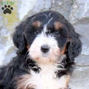 Fleese, Mini Bernedoodle Puppy