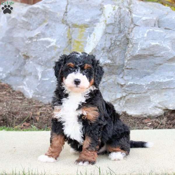 Fletch, Mini Bernedoodle Puppy