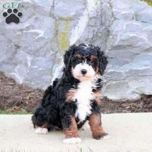 Fletch, Mini Bernedoodle Puppy