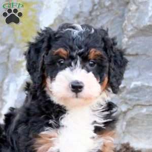 Fletch, Mini Bernedoodle Puppy