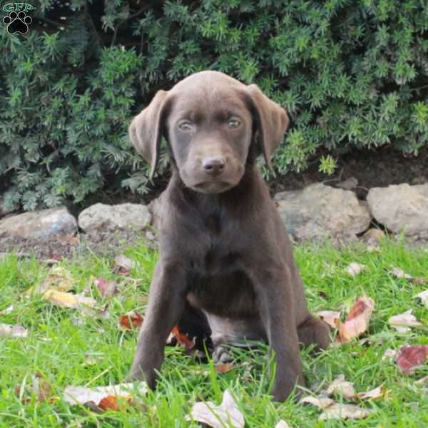 Fletcher, Chocolate Labrador Retriever Puppy