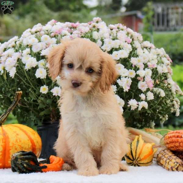 Fletcher, Cavapoo Puppy