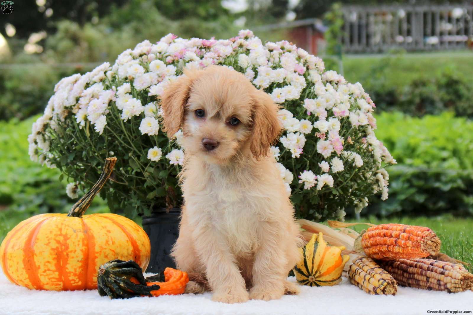Fletcher (Cavapoo, Male) in Lititz, PA