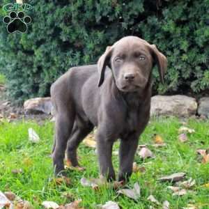 Fletcher, Chocolate Labrador Retriever Puppy