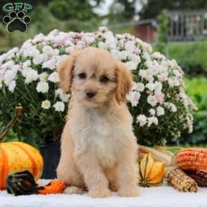 Fletcher, Cavapoo Puppy