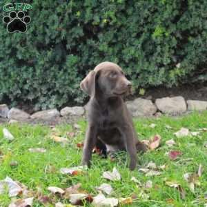 Fletcher, Chocolate Labrador Retriever Puppy