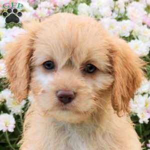 Fletcher, Cavapoo Puppy