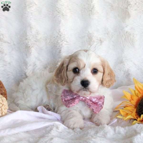 Flora, Cavachon Puppy