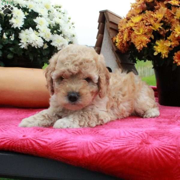 Flora, Cavapoo Puppy