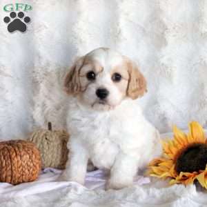 Flora, Cavachon Puppy