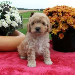 Flora, Cavapoo Puppy