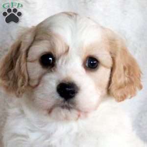 Flora, Cavachon Puppy