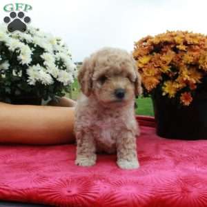 Flora, Cavapoo Puppy