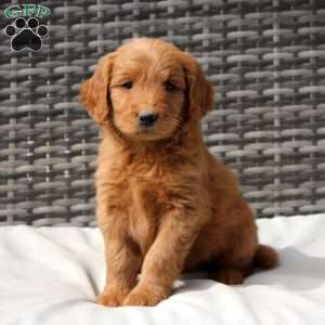 Flora, Goldendoodle Puppy