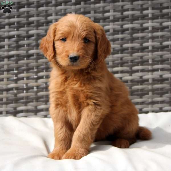 Flora, Goldendoodle Puppy