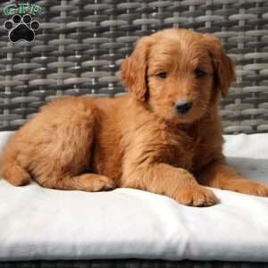 Flora, Goldendoodle Puppy