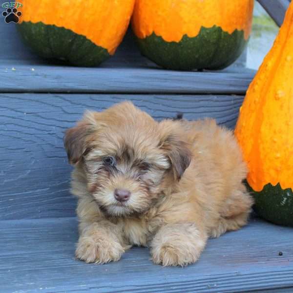 Flower, Havanese Puppy