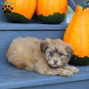 Flower, Havanese Puppy