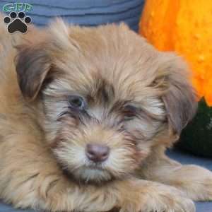 Flower, Havanese Puppy