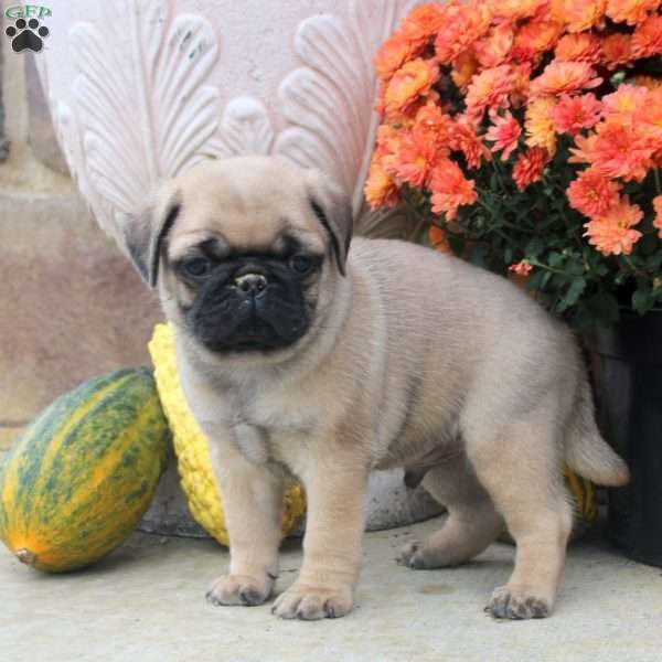 Flynn, Pug Puppy