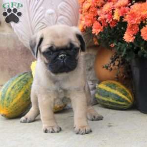 Flynn, Pug Puppy