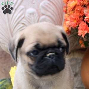 Flynn, Pug Puppy