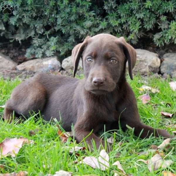 Ford, Chocolate Labrador Retriever Puppy