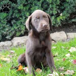 Ford, Chocolate Labrador Retriever Puppy