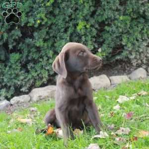 Ford, Chocolate Labrador Retriever Puppy