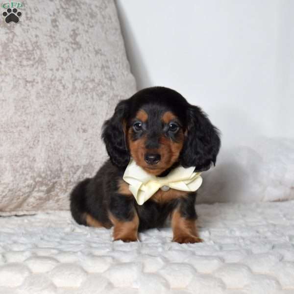 Forest, Dachshund Puppy