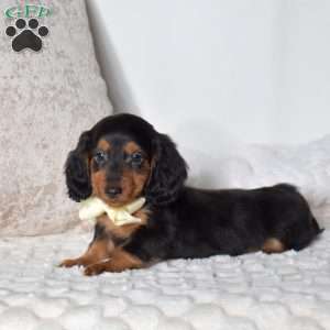 Forest, Dachshund Puppy