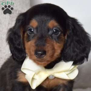 Forest, Dachshund Puppy