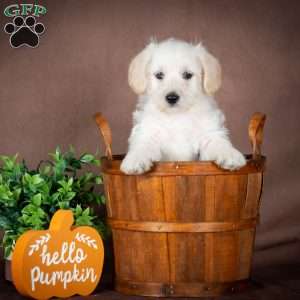 Foster, Westiepoo Puppy