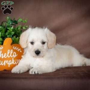 Foster, Westiepoo Puppy