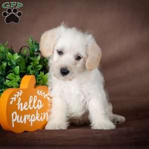 Foster, Westiepoo Puppy