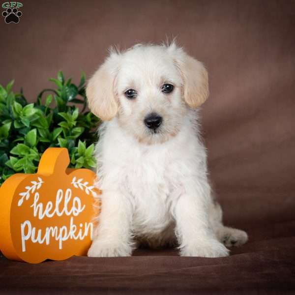 Foster, Westiepoo Puppy