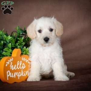 Foster, Westiepoo Puppy