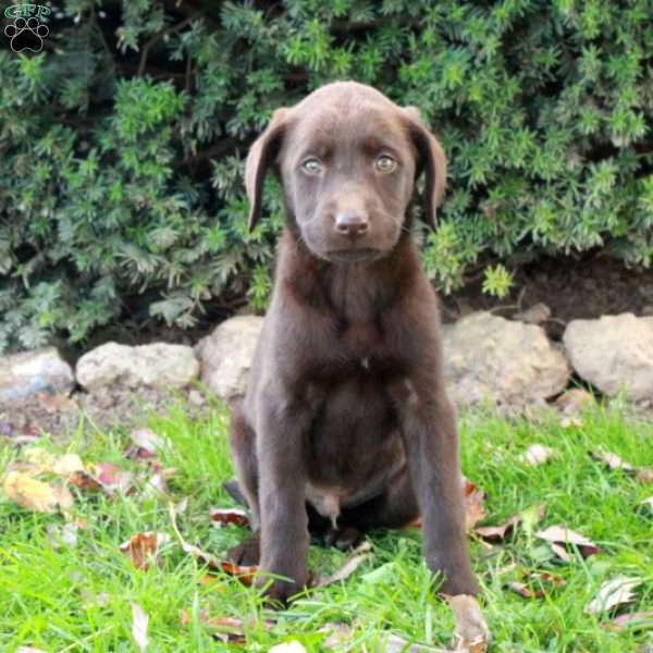 Foster, Chocolate Labrador Retriever Puppy