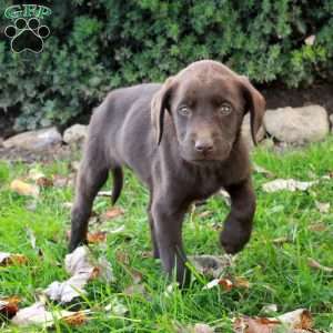 Foster, Chocolate Labrador Retriever Puppy