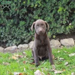 Foster, Chocolate Labrador Retriever Puppy