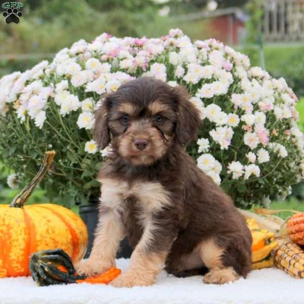 Fozzie, Cavapoo Puppy