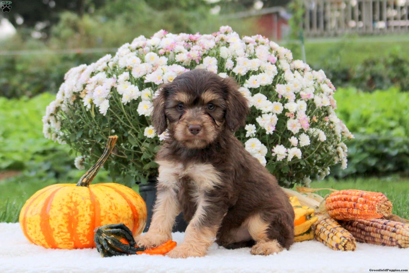 Fozzie (Cavapoo, Male) in Lititz, PA