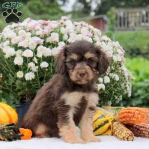 Fozzie, Cavapoo Puppy