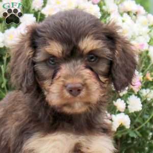 Fozzie, Cavapoo Puppy