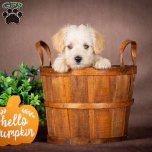 Francis, Westiepoo Puppy