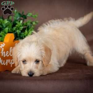 Francis, Westiepoo Puppy